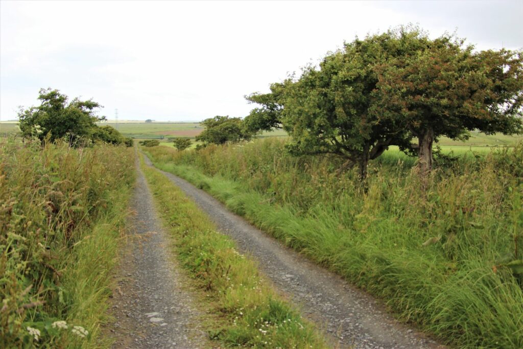 Track leading to River Thurso - geograph.org.uk - 7216920 (illustrative photo of Thurso)